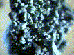 mine4.gif (6159 bytes)